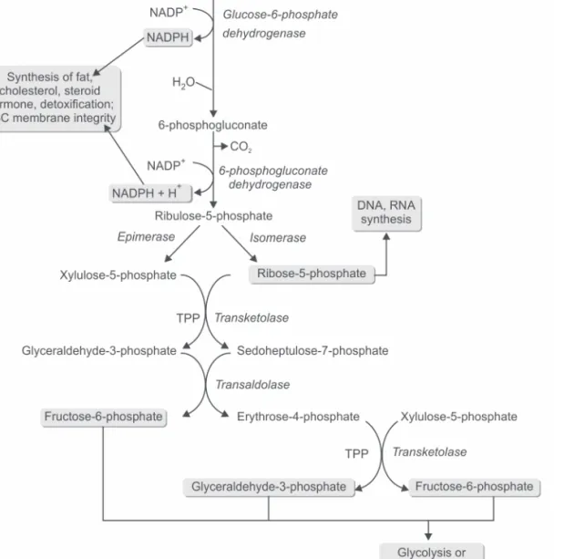 Fig. 4.14: Hexose monophosphate shunt
