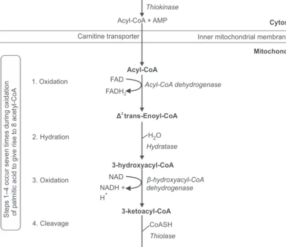 Fig. 6.2: β-oxidation of fatty acids 
