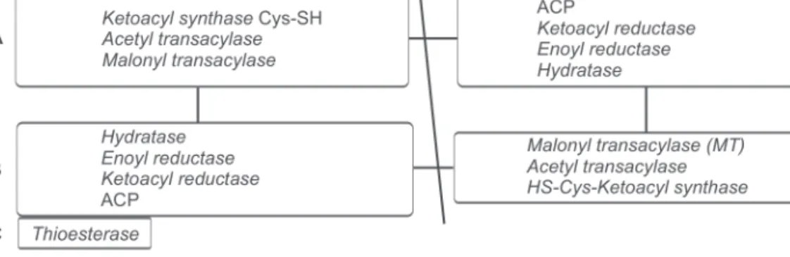 Fig. 6.4: Fatty acid synthase complex (A = condensing unit; B = reduction unit; C = releasing unit; oblique line shows  arbitrary division between individual units of the dimer; ACP, acyl carrier protein).