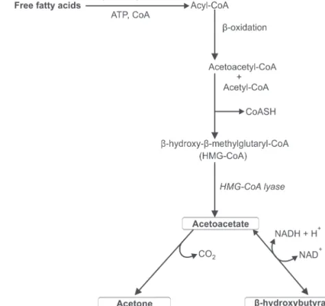 Fig. 6.7: Ketogenesis (ATP, adenosine triphosphate; CoA, coenzyme A)