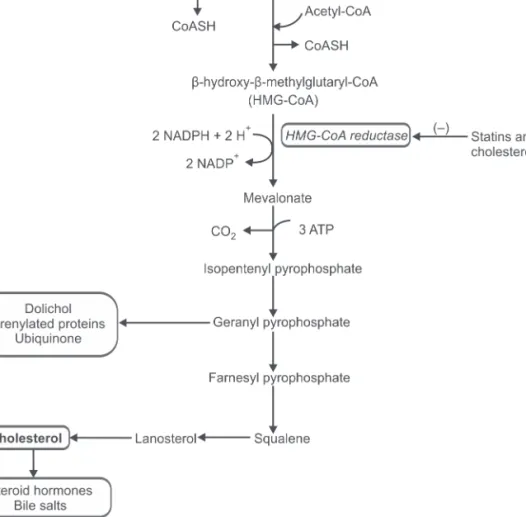 Fig. 6.10: Biosynthesis of cholesterol (- = inhibition)