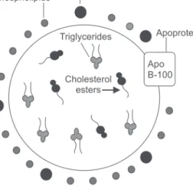 Fig. 6.13: Structure of lipoproteins