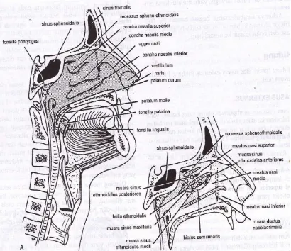 Gambar 2.1Anatomi hidung (Snell, 2006: 804). 