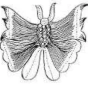 Gambar 10. Ornamen Kupu-kupu  Sumber: http://artscraftindonesia.com. 