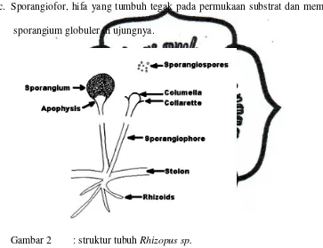 Gambar 2 : struktur tubuh Rhizopus sp. 