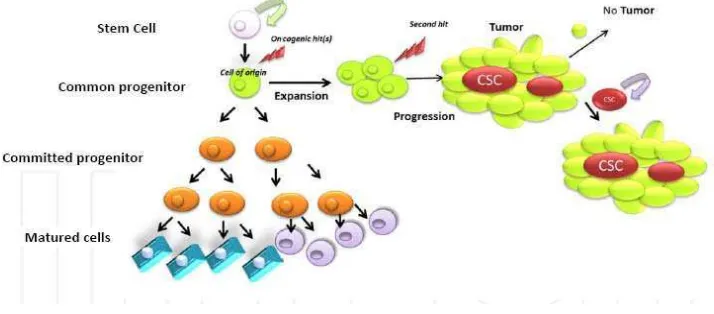 Gambar 2 : Asal sel dan evolusi dari sel kanker (Roganovic, 2013) 