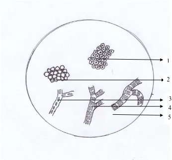 Gambar mikroskopik serbuk simplisia (Turner) C. Agard 