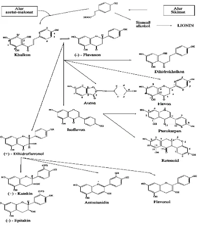 Gambar 2.3 Biosintesa hubungan antara jenis monomer flavonoida dari alur asetat-