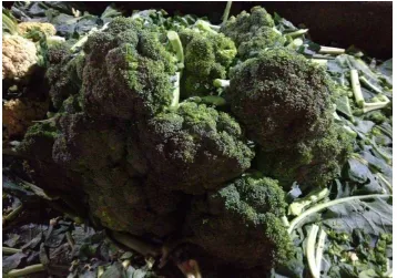 Gambar 2. Perbedaan Sampel Brokoli (A. Brokoli yang disimpan selama 2 hari pada suhu kamar; B