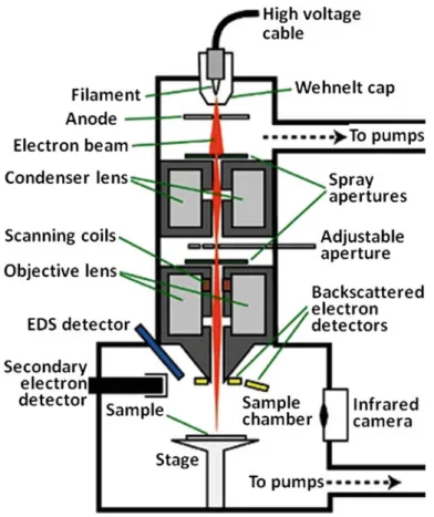 Fig. 6.2 Schematic of an SEM with some of the possible detectors