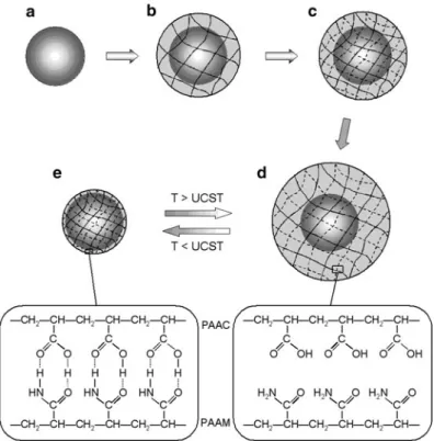 Fig. 2.4 Schematic illustration of the preparation of the positively thermosensitive core-shell hydrogel microsphere