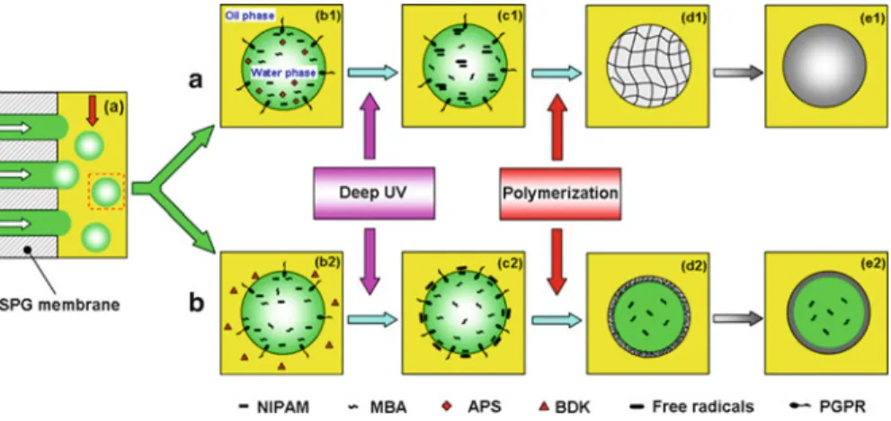 Fig. 2.7 Schematic illustration of preparation of monodisperse PNIPAM microspheres in situ (a: b1 ! e1) and microcapsules at water/oil interface (b: b2 ! e2) by SPG membrane  emulsifi-cation and UV irradiation polymerization (Reproduced with permission fro