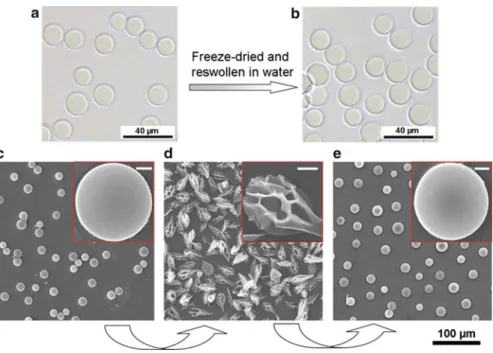 Fig. 2.10 (a) Optical micrograms of PNIPAM microspheres dispersed in deionized water at 20 ı C.