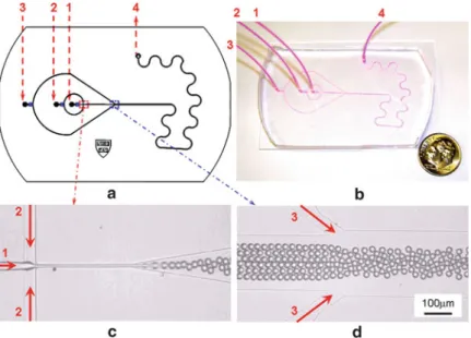 Fig. 2.19 (a) Schematic illustration of the channel design in the microfluidic chip. (b) A pho- pho-tograph of the PDMS microfluidic system compared with a one-dime coin of the USA