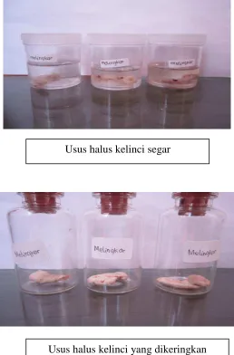 Gambar usus halus kelinci 