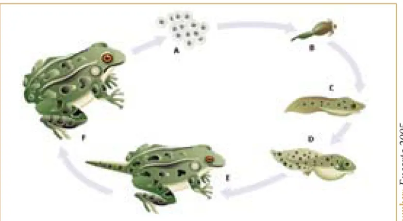 Gambar 1.12  Metamorfosis pada katak