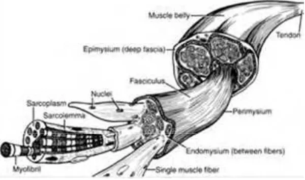 Gambar 3. Bagian-bagian otot