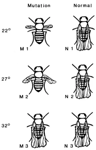 Fig. 7.1 Two populations of fruit flies matured in different circumstances (Picture adapted from Hesslow 1984)