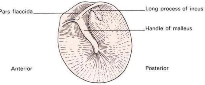 Gambar 2.2. Labirin Membranosa (Ellis, 2006) 