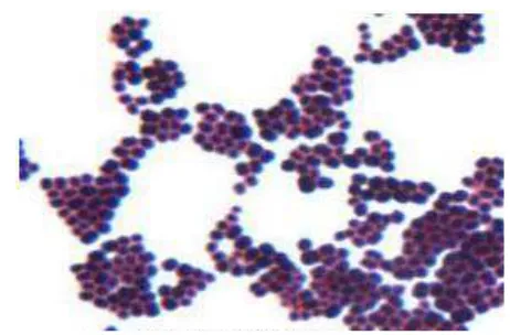 Gambar 2.1 Bakteri Staphylococcus aureus 