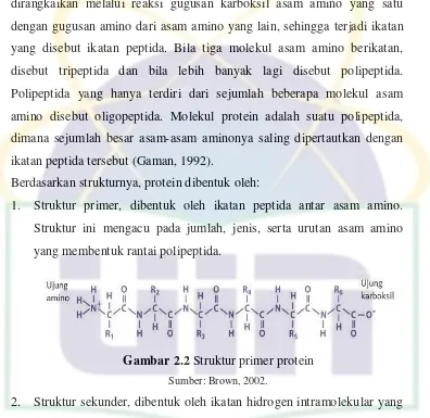 Gambar 2.3 Struktur sekunder protein; (a) α helix; (b) β sheet 