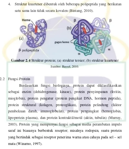Gambar 2.4 Struktur protein; (a) struktur tersier; (b) struktur kuartener 
