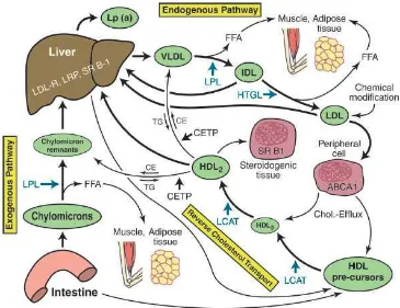 Gambar 2.2. Jalur metabolisme lipoprotein normal. ABCA1, ATP Binding Cassette Transporter 1; CE, Cholesteryl Ester; CETP, Cholesteryl Ester Transfer Protein; FFA, Free Fatty Acid; HTGL, Hepatic Triglyceride Lipase; LCAT, Lecithin: Cholesterol Acyltransfera