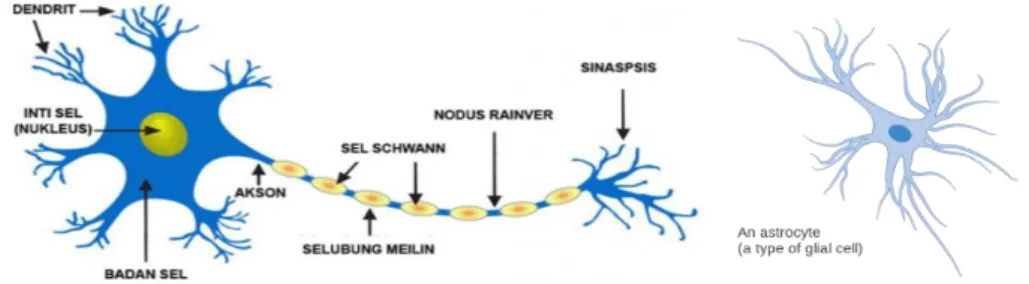 Gambar 12.  Sel Saraf (Neuron) dan sel Glial 