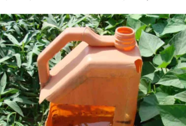 Figure 1. Sex pheromone trap used for capturing male sweet potato weevils at CTCRI farm at  Bhubaneswar (Source: Ray and Ravi, 2005)