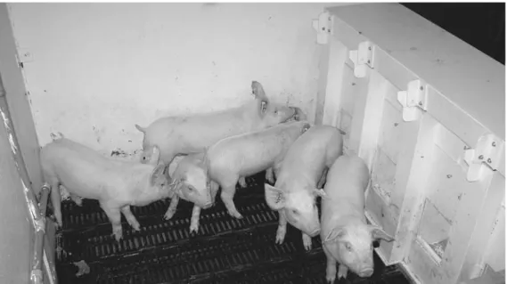 Fig. 2.4. Piglets in pen with four-station feed monitoring system. Balances are protected by a lid and feeding apertures are adjusted according to the size of pigs with masks, through which the feed hoppers can be seen.