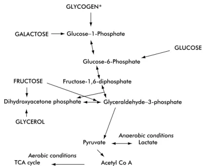 FIG. 3-1 Carbohydrates as a source of energy. *Liver glycogen serves as a store to regulate blood glucose levels between meals; muscle glycogen cannot release glucose into the blood.