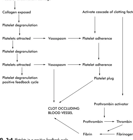 FIG. 3-4 Platelets in a positive feedback cycle.