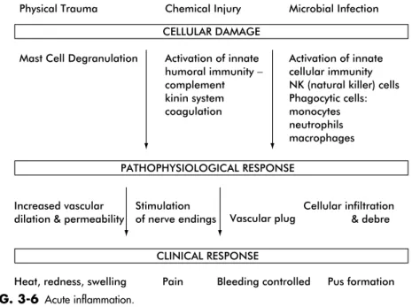 FIG. 3-6 Acute inflammation.