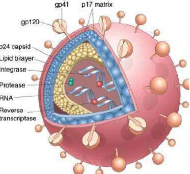 Gambar 2.5. Ilustrasi skematik struktur HIV-1 (Pathologic Basic of 