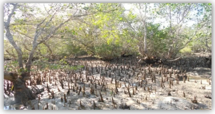 Gambar 5. Vegetasi mangrove di teluk Serewe