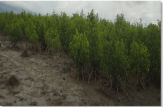 Gambar 13. Vegetasi mangrove di teluk Gerupuk