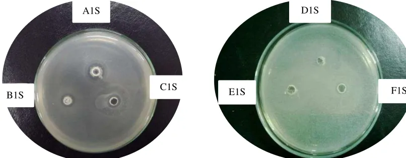 Gambar 20. Zona hambat merek N-T terhadap Streptococcus pyogenes 