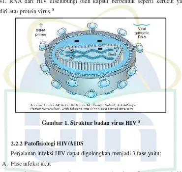 Gambar 1. Struktur badan virus HIV 8 