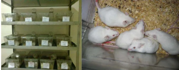 Figure 1.  The conditioning place and picture of test animals. Mice are grouped into 5 cages