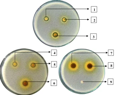 Gambar uji aktivitas antibakteri ekstrak etanol daun mindi terhadap bakteri                      Staphylococcus aureus 