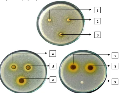 Gambar hasil uji aktivitas antibakteri ekstrak etanol daun mindi (Melia azedarach 