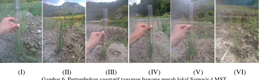 Gambar 6. Pertumbuhan vegetatif tanaman bawang merah lokal Samosir 4 MST 