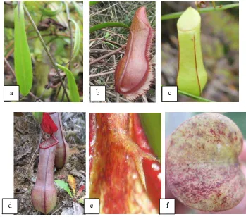 Gambar 5. Bagian-bagian pada tumbuhan Nepenthes grasilis : a) batang dan susunan daun, b) kantung bawah yang masih tertutup, c) kantung atas yang masih tertutup d) kantung atas, e) taji bercabang 2, f) penutup kantung 
