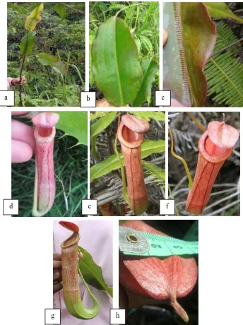 Gambar 6.  Bagian-bagian pada tumbuhan Nepenthes mirabilis : a) Batang dan tata daun, b) bentuk daun, c) pinggir daun yang bergerigi, d) kantung bawah, e) kantung atas, f) kantung atas tampak dari atas, g) kantung atas tampak samping,         h) penutup ka