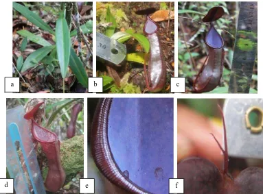 Gambar 7. Bagian-bagian pada tumbuhan Nepenthes reinwardtiana : a) batang dan susunan daun, (b) kantung bawah, c) kantung atas, d) kantung atas tampak samping, e) spot mata dan peristome, f) taji bercabang 2