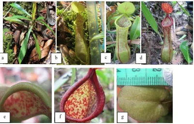 Gambar 9. Bagian-bagian pada tumbuhan Nepenthes tobaica : a) Batang dan susunan daun, b) kantung bawah, c) kantung roset (antara), d) kantung atas,                  e) peristome berwarna hijau, f) Peristome berwarna merah, dan g) tutup kantung