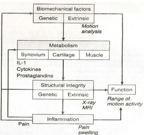Gambar 2.1 Perjalanan patogenesis pada osteoarthritis  (Schnitzer dan Lane ,2004). 