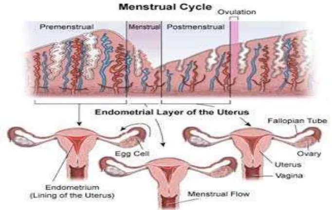 Gambar 2.2 Lapisan Rahim Saat Menstruasi (Haid) 