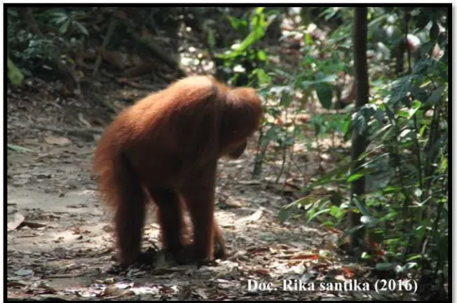Gambar 4.3 Perilaku Orangutan Pesek Bergerak di Atas Tanah 