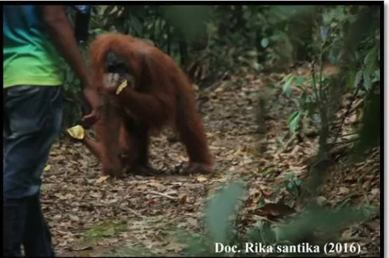 Gambar 4.6  Perilaku Menyimpang Orangutan Pesek Saat Mengkonsumsi Buah dari Manusia 